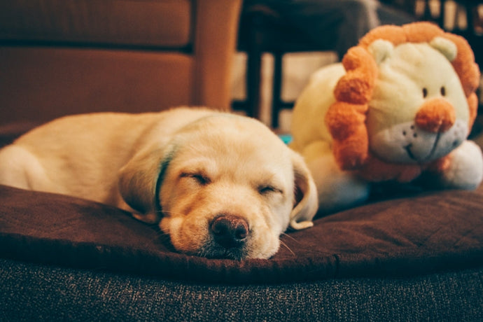 Cuccioli di Labrador Disponibili con Pedigree a Modena in Emilia Romagna