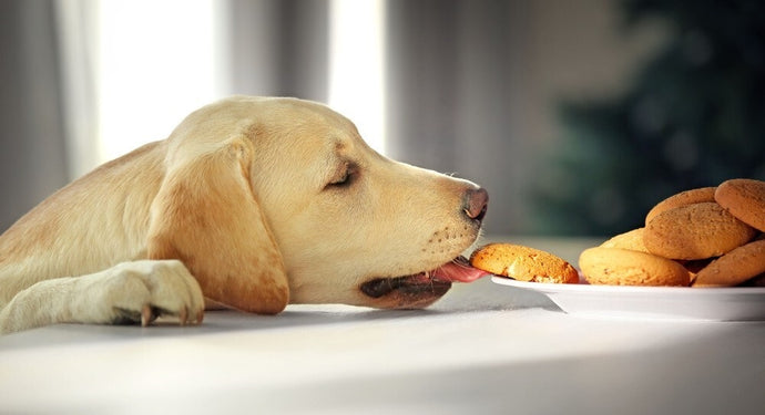 L' Alimentazione del cucciolo di Labrador