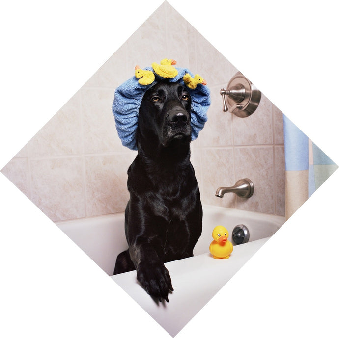come fare il bagno ad un Labrador?
