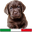 Cuccioli Labrador Disponibili logo